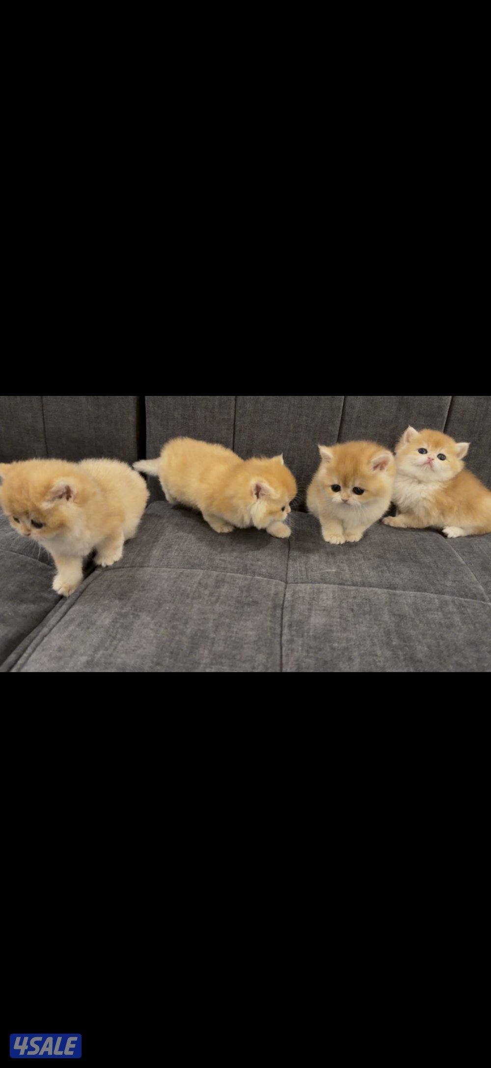 للبيع قطط برتش كتن عدد ٤2