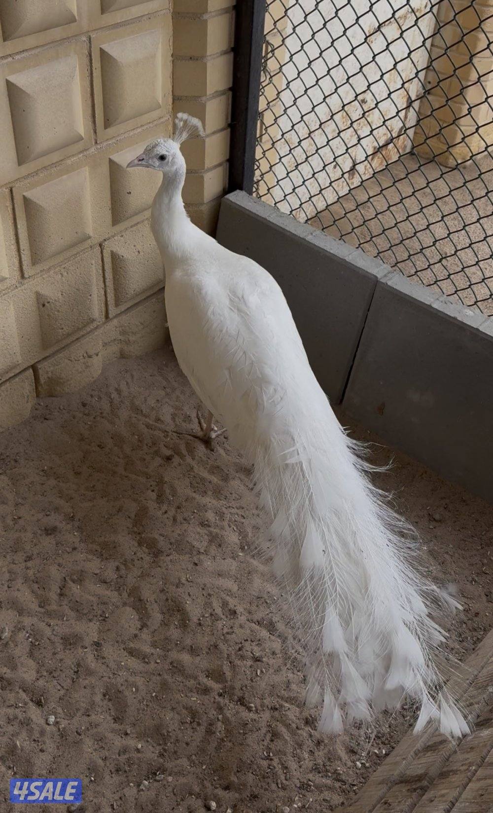 للبيع طواويس0