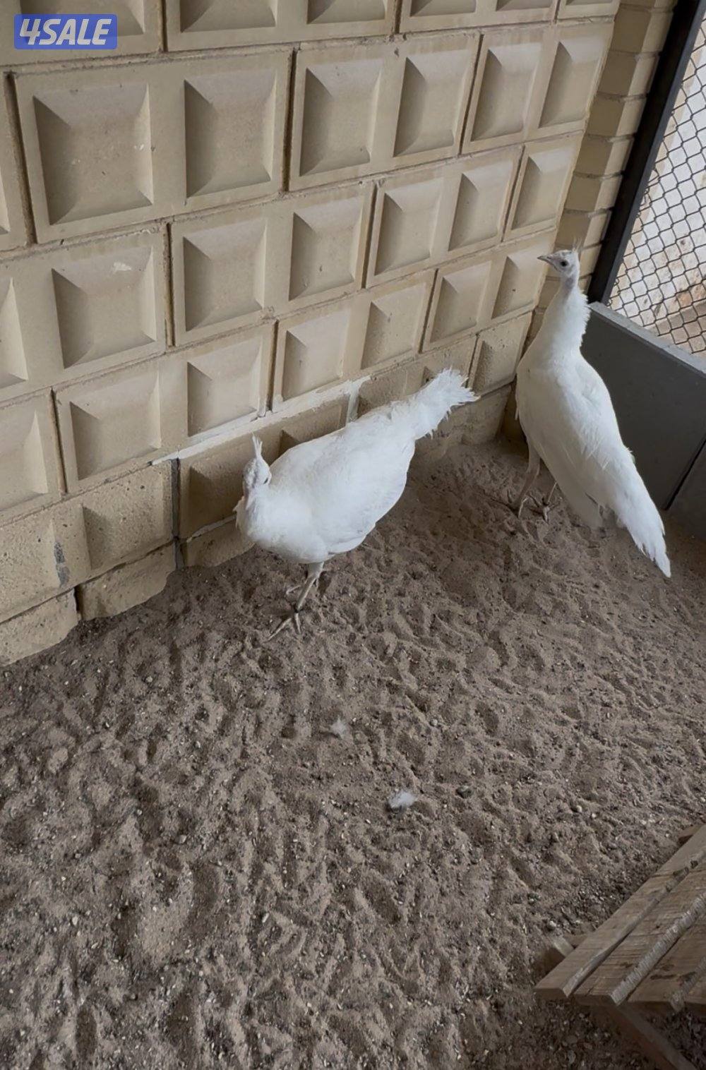 للبيع طواويس1