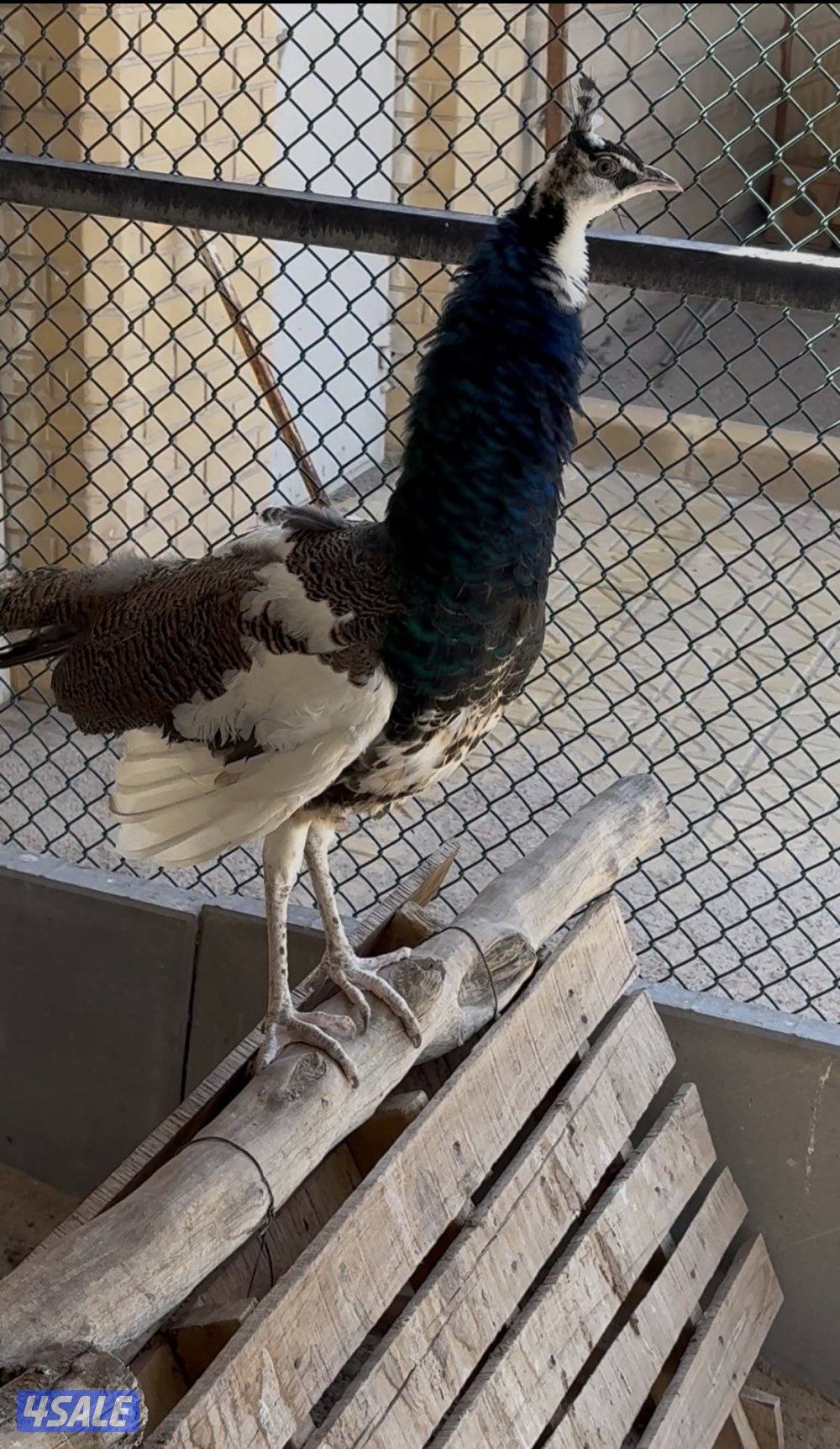 للبيع طواويس2