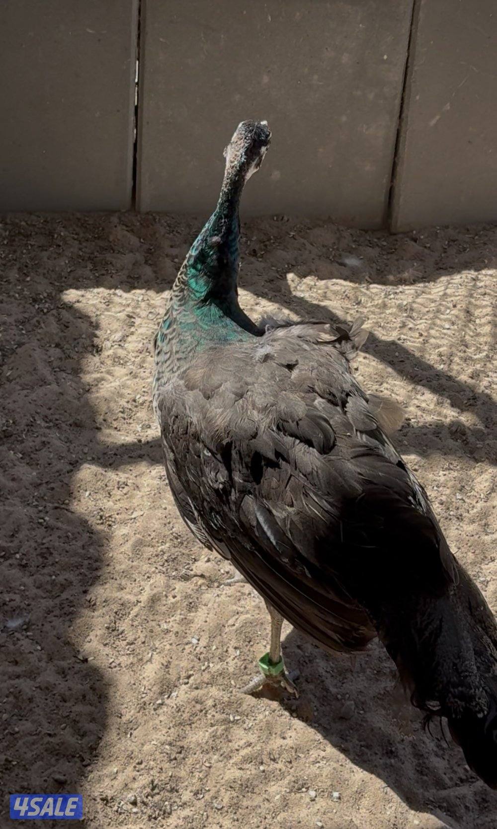 للبيع طواويس3