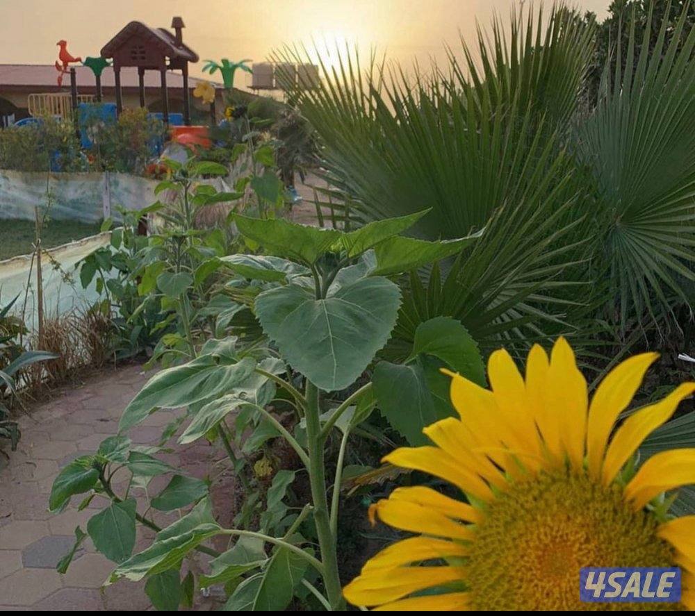 للبيع ربطات بلوبيك انتاج المزرعه بالعبدلي2