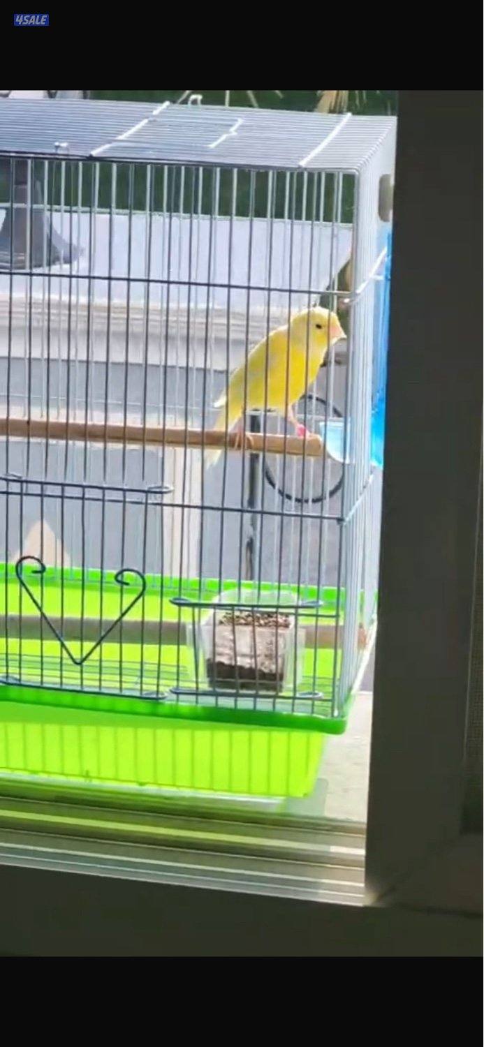 كناري روسي0