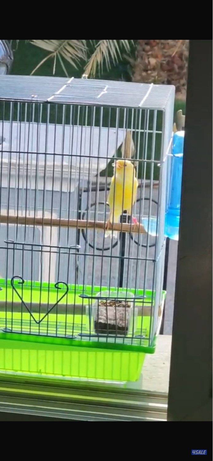 كناري روسي1