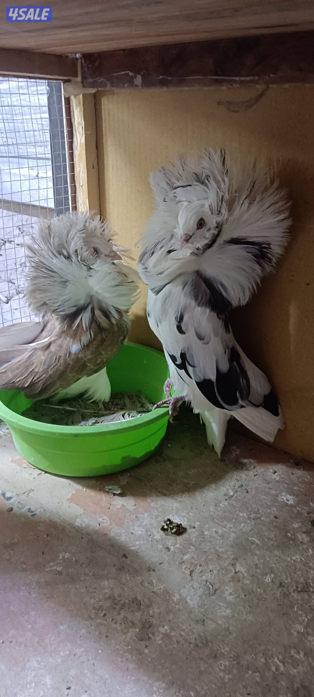 للبيع حمام وبالخانات1