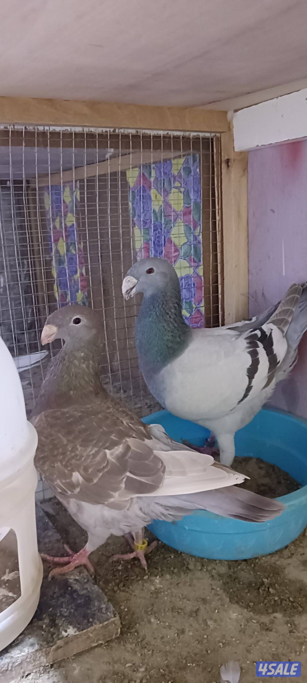 للبيع حمام وبالخانات2