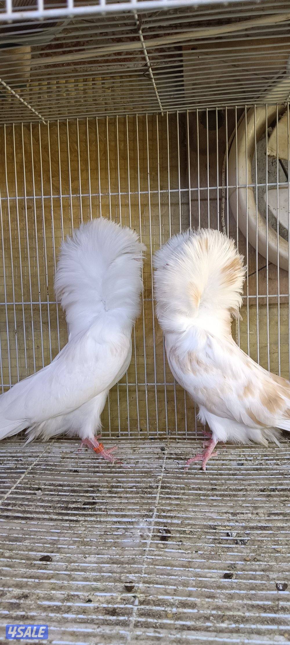 للبيع حمام وبالخانات3