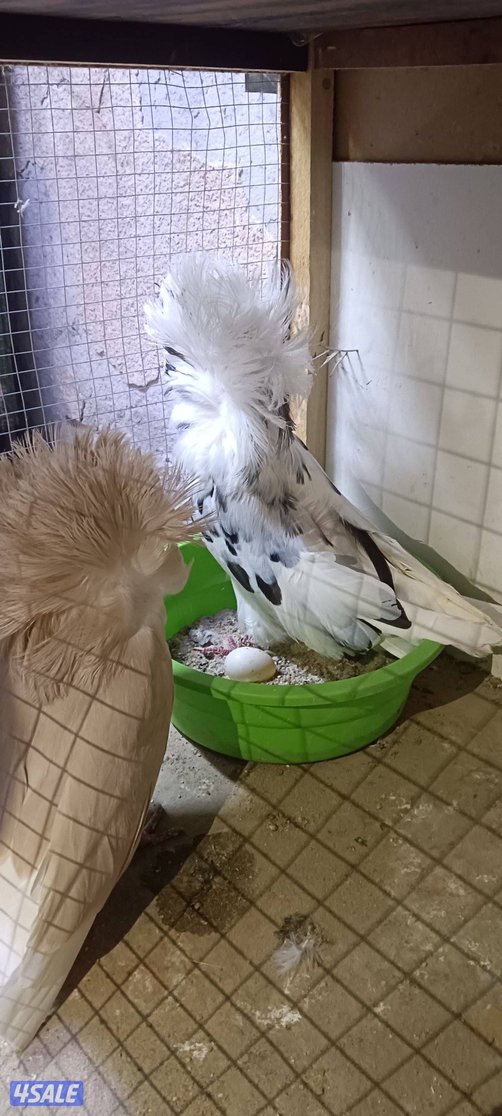 للبيع حمام وبالخانات4