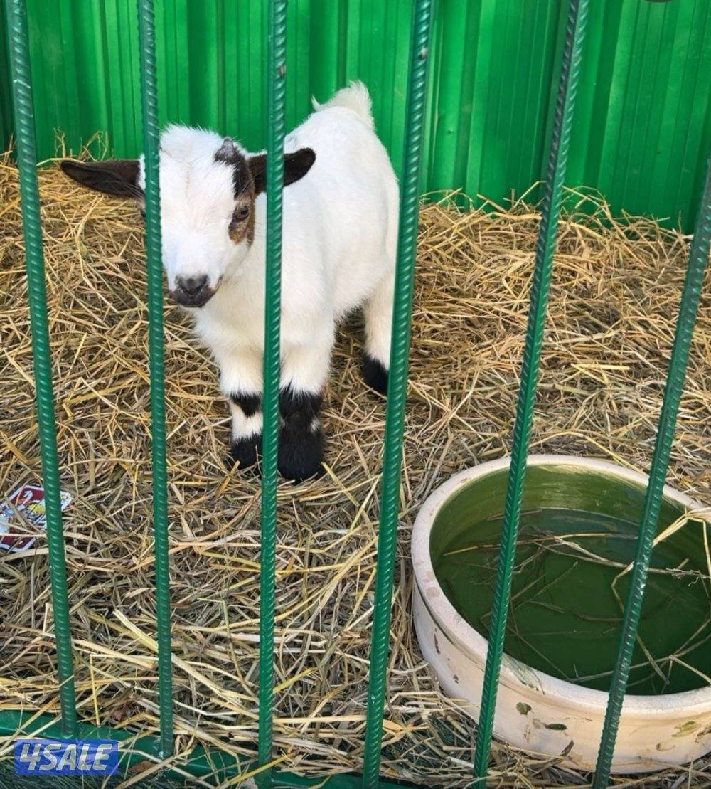 للبيع جيكي1