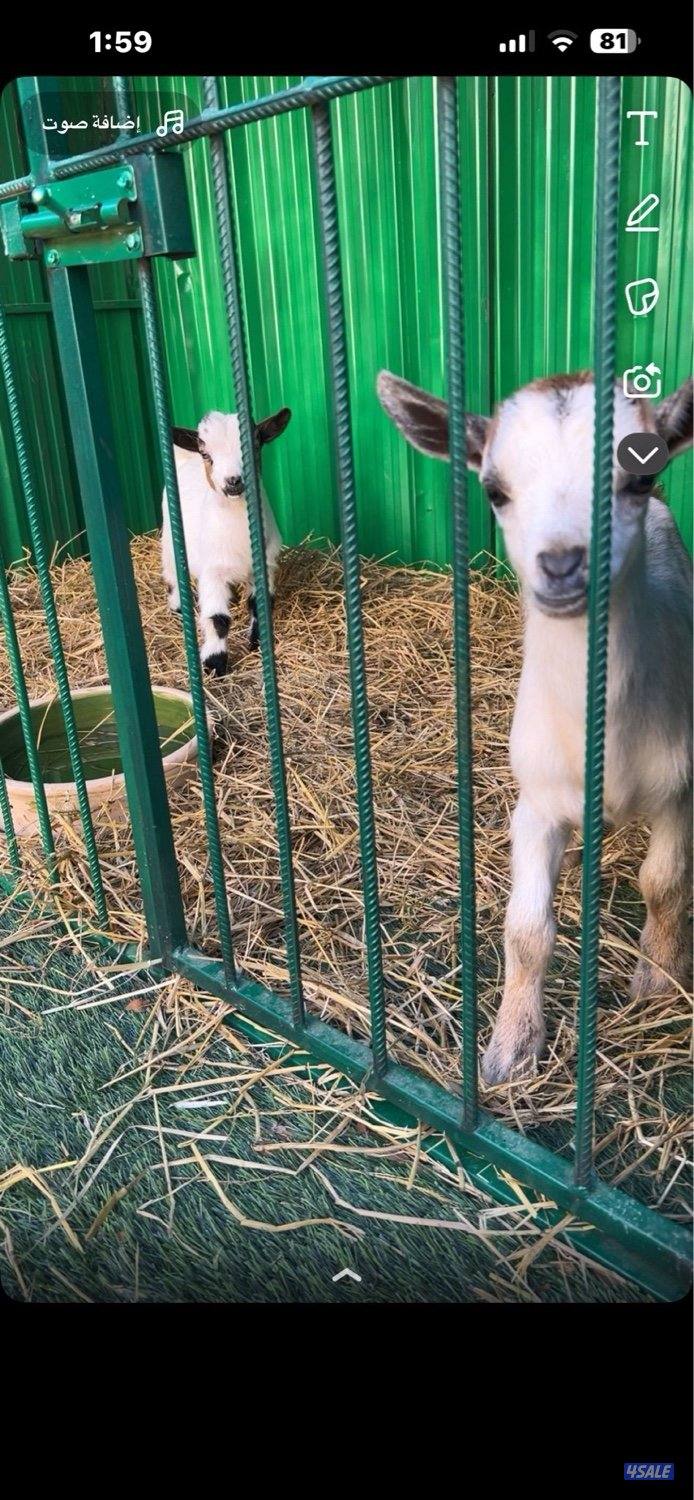 للبيع جيكي0