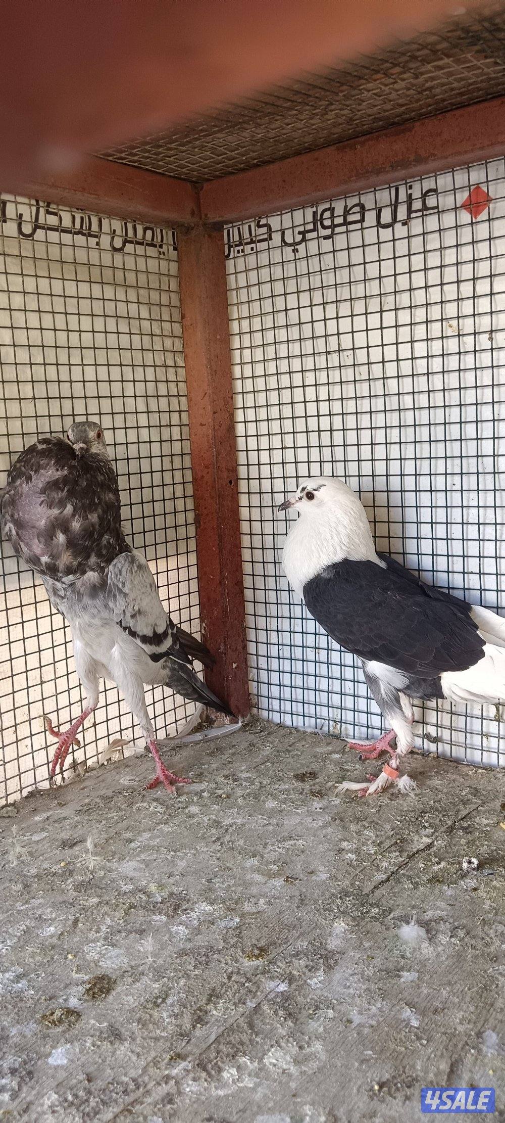 للبيع حمام وبالخانات5