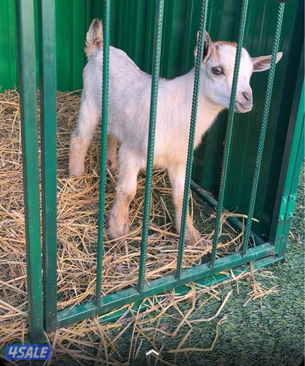 للبيع جيكي2