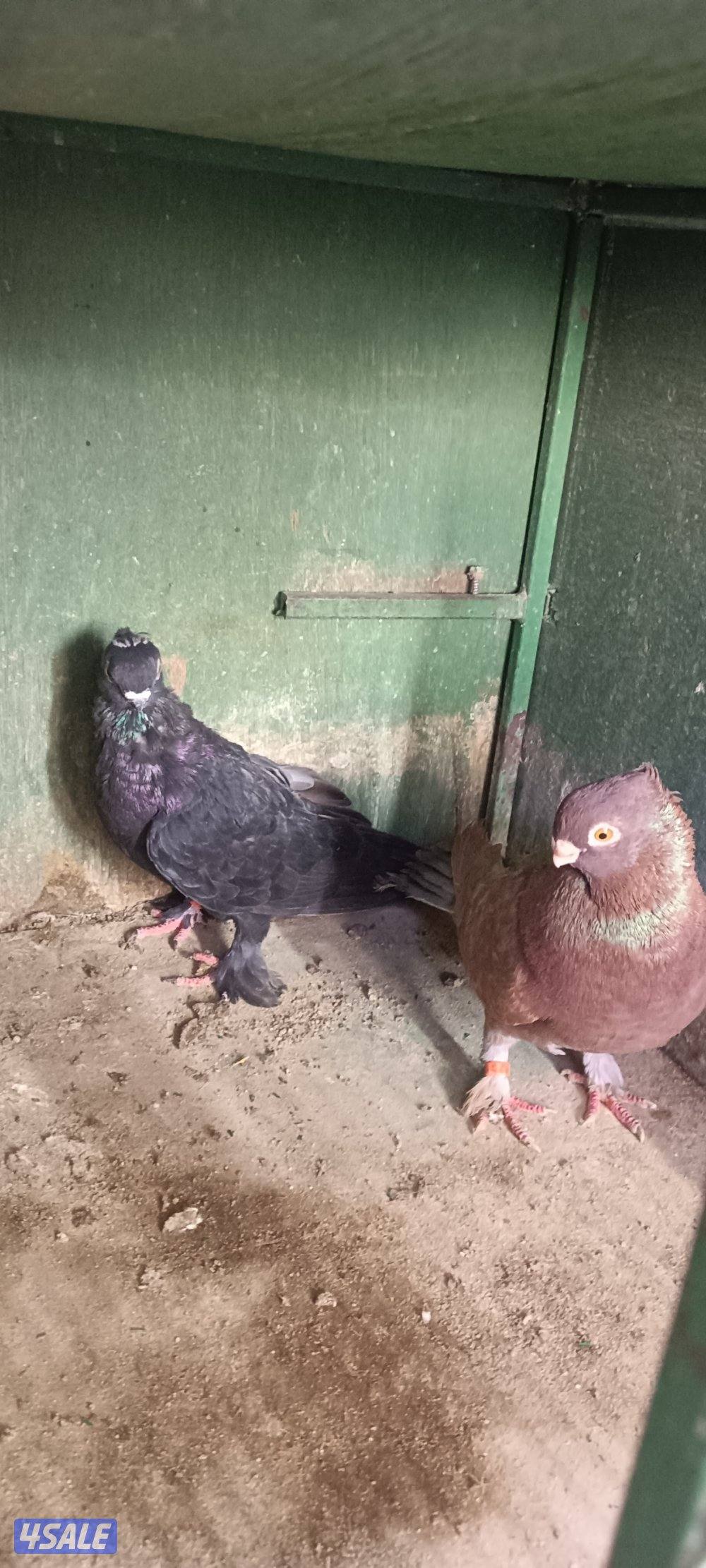 للبيع حمام وبالخانات6