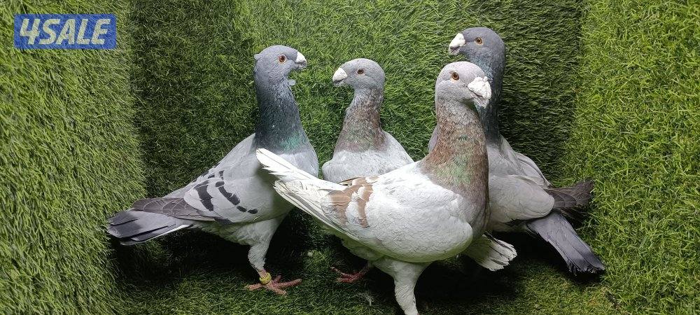 للبيع حمام وبالخانات8