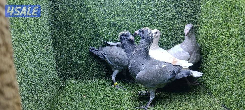 للبيع حمام وبالخانات7