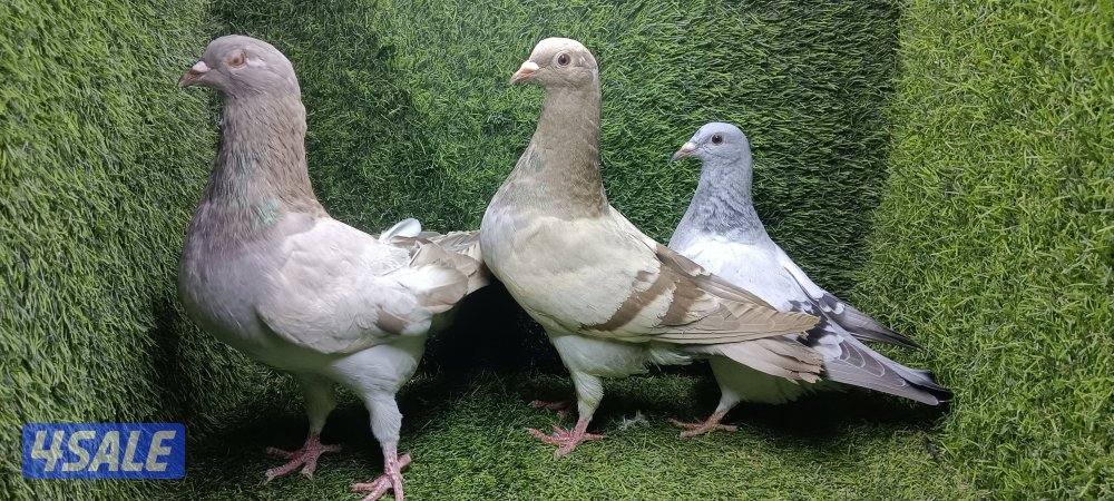 للبيع حمام وبالخانات9