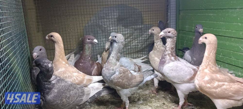 للبيع حمام وبالخانات10