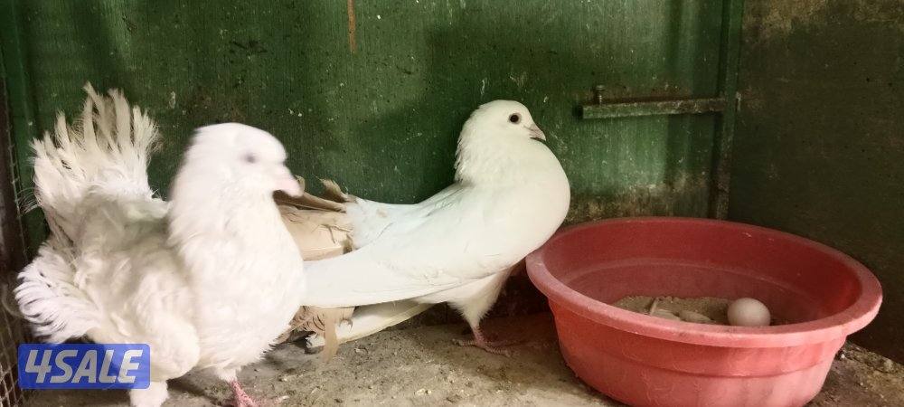 للبيع حمام وبالخانات12