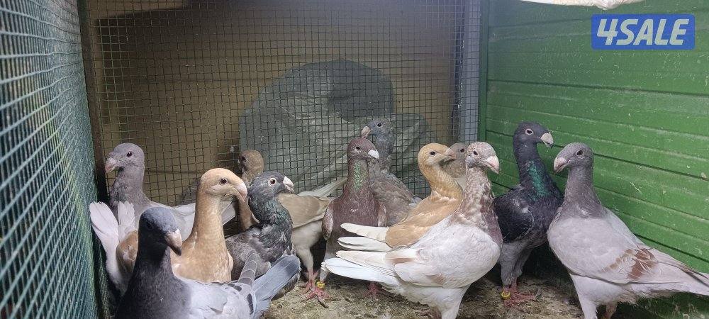 للبيع حمام وبالخانات11