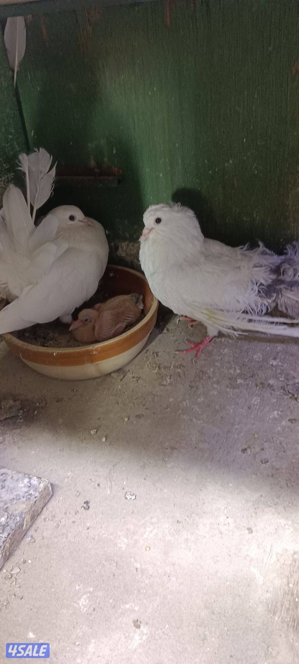 للبيع حمام وبالخانات13