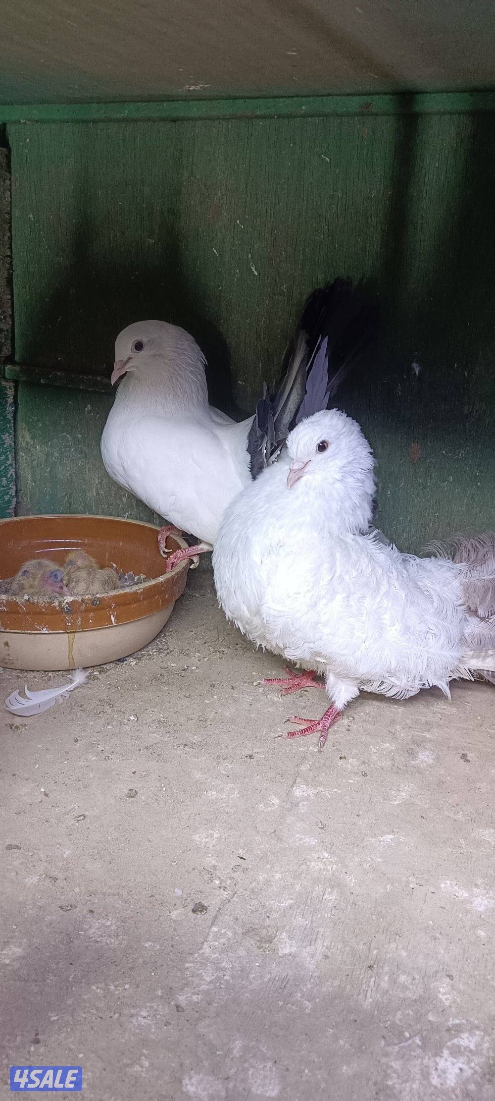 للبيع حمام وبالخانات14