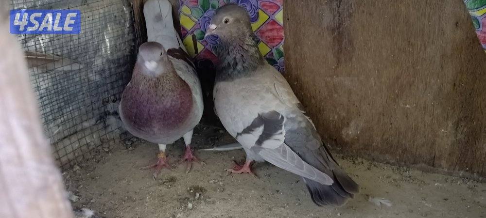 للبيع حمام وبالخانات15