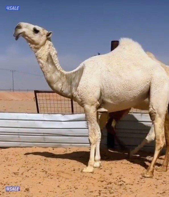 حلاقه وغسيل ابل جميع مناطق الكويت0