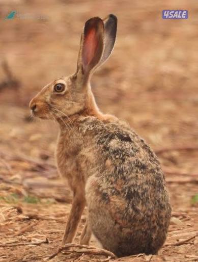 ارانب بريه - فحل ونثيتين منتجين0