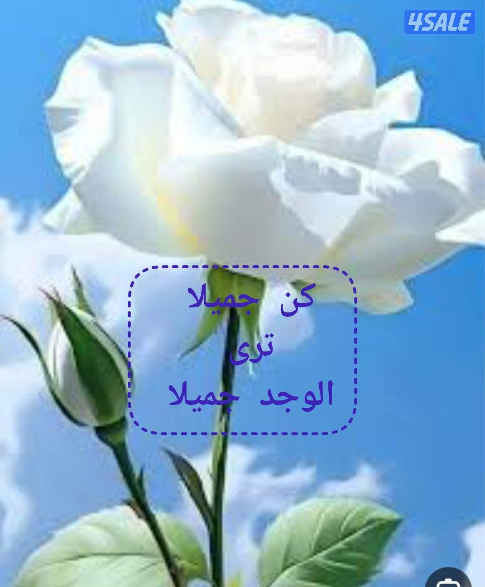 صحي 24 ساعه تسليك مجاري بأحدث تنظيف جورة السرداب3