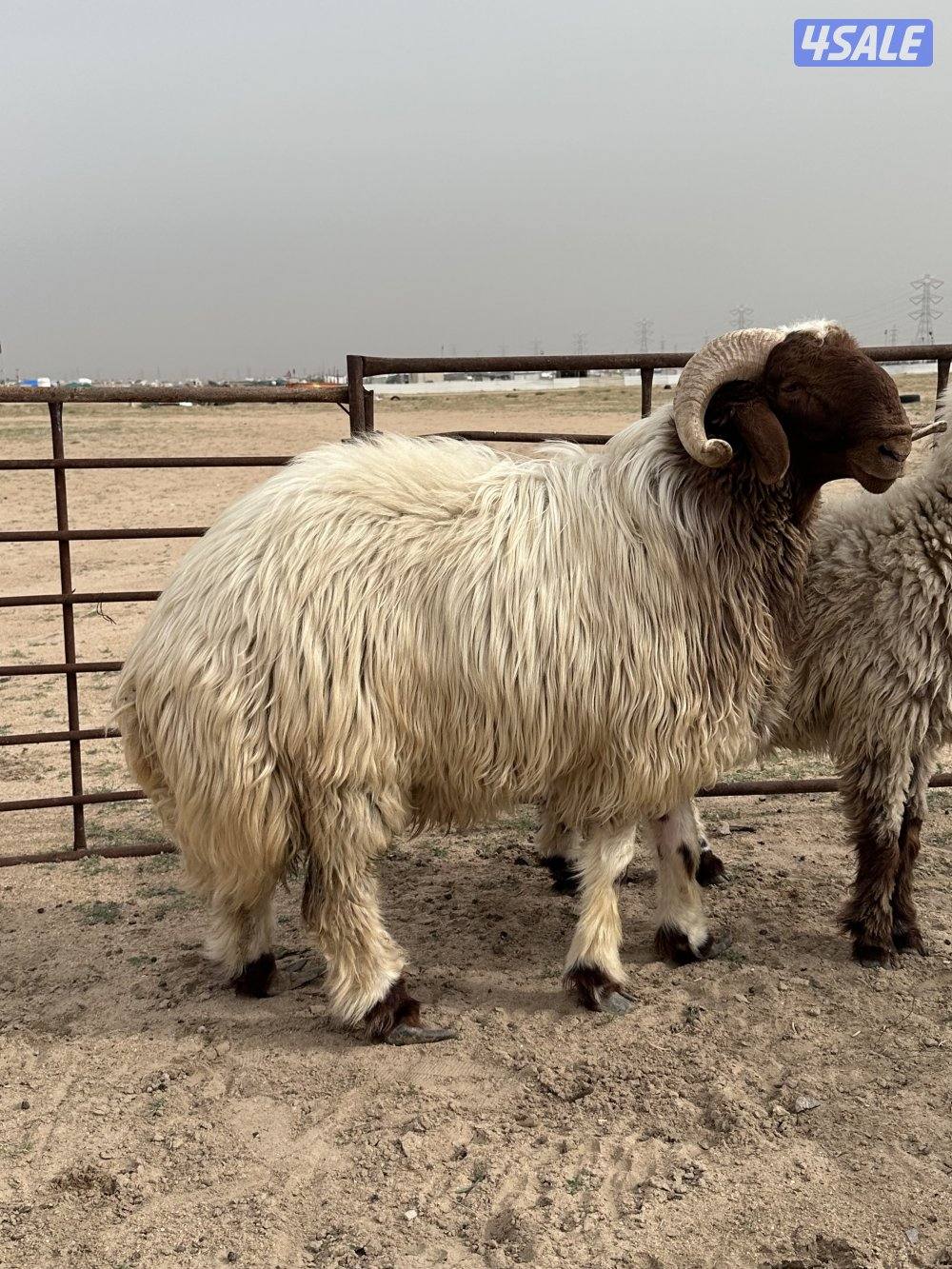 فحل رباع قريع هد0