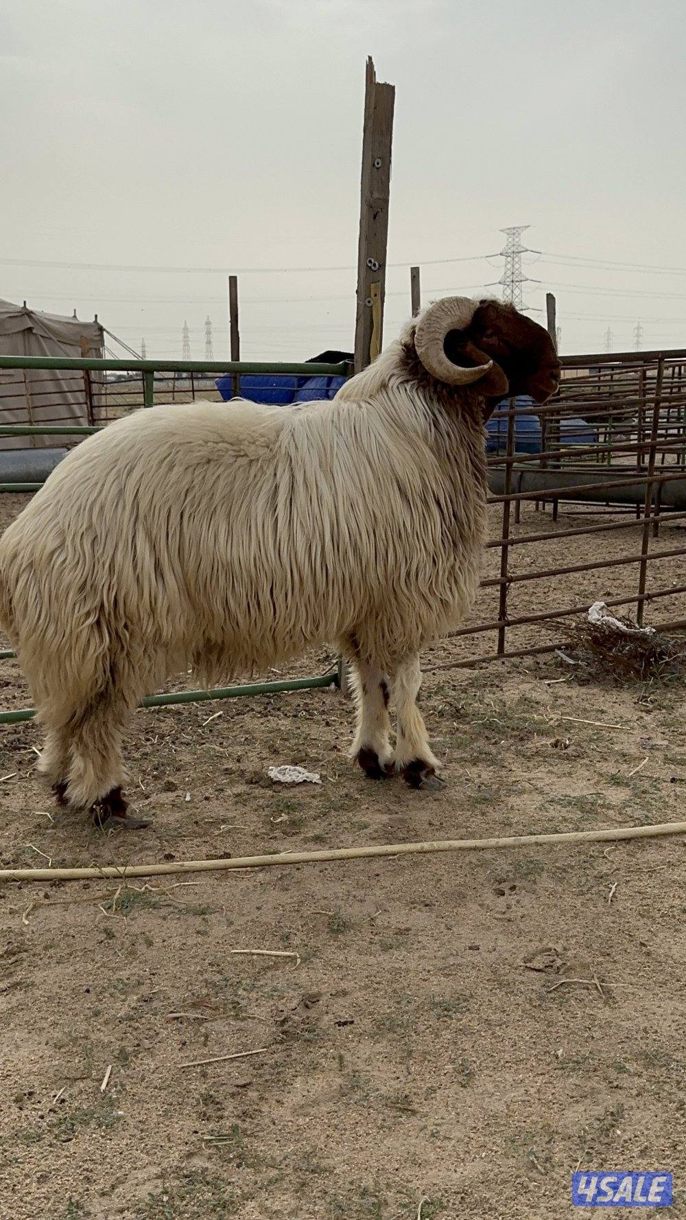 فحل رباع قريع هد1