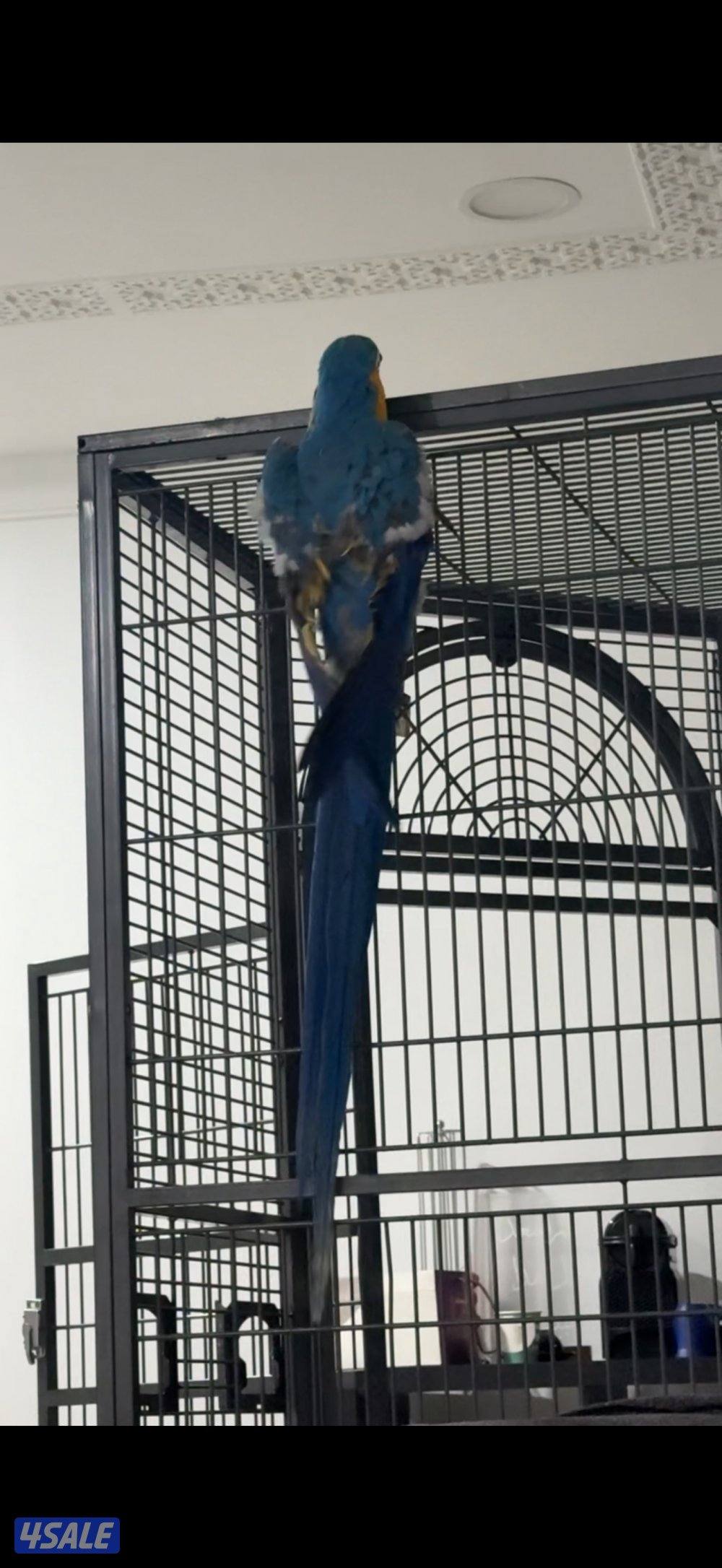 للبيع مكاو عمره سنتين0