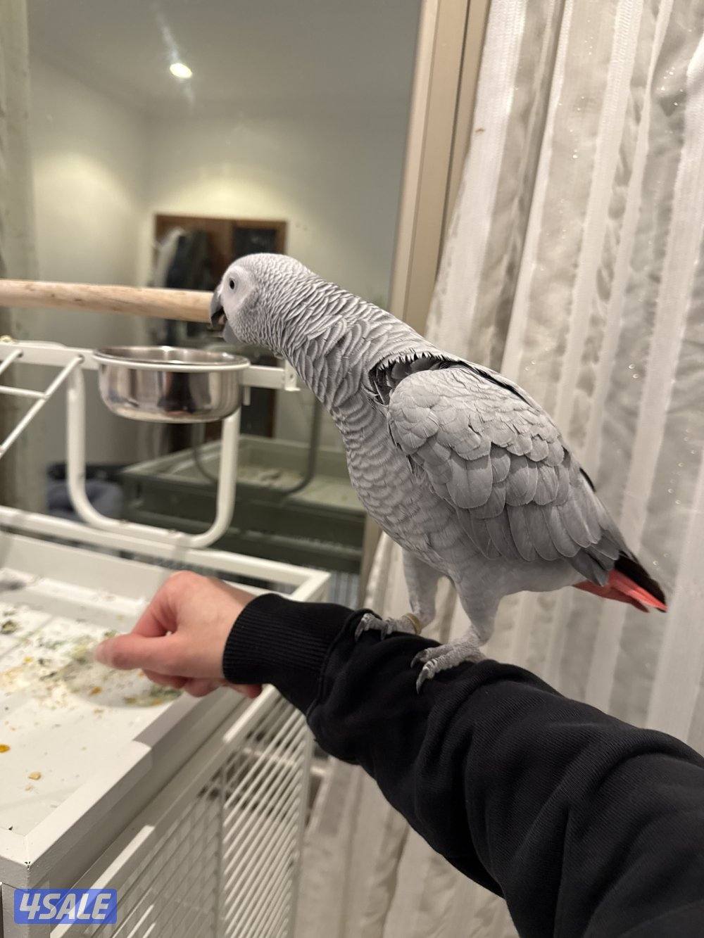 كاسكو هولندي ربوه مع قفص كبير0