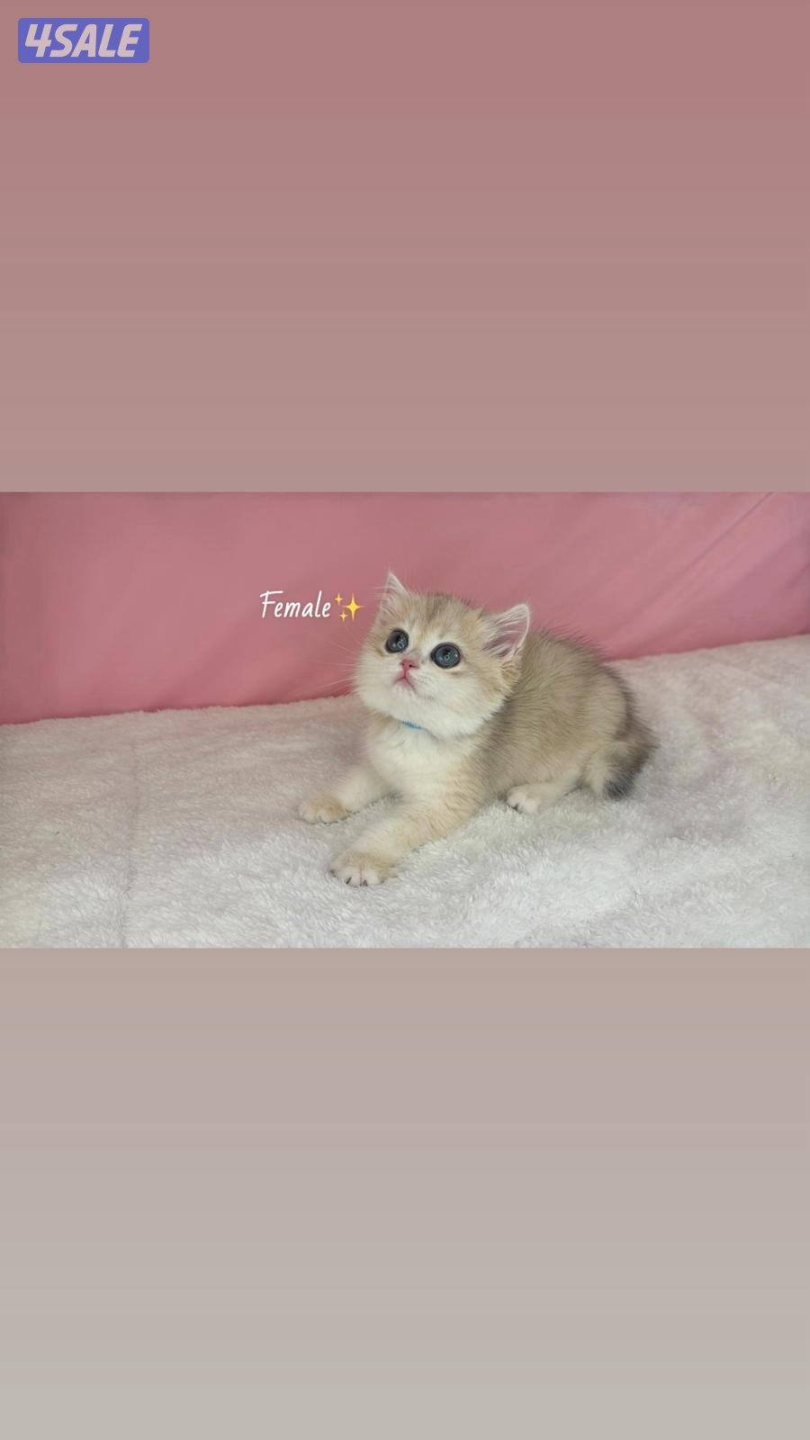 للبيع كيتن نثيه بريتش شورت هير ay12 مطعمه1