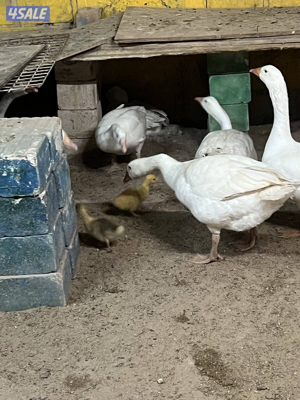 للبيع وز عدد ذكر و٦ انثاي0