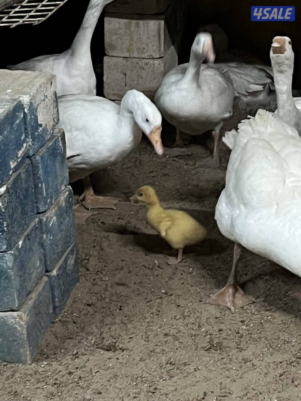 للبيع وز عدد ذكر و٦ انثاي1