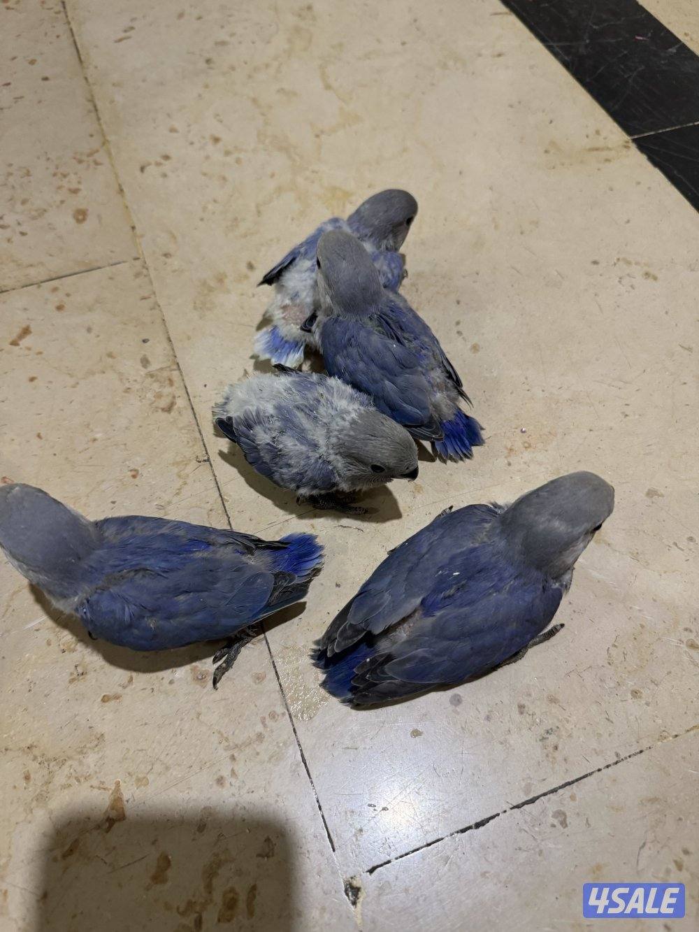 فروخ لوفبيرد صحتهم ممتازه جدا0