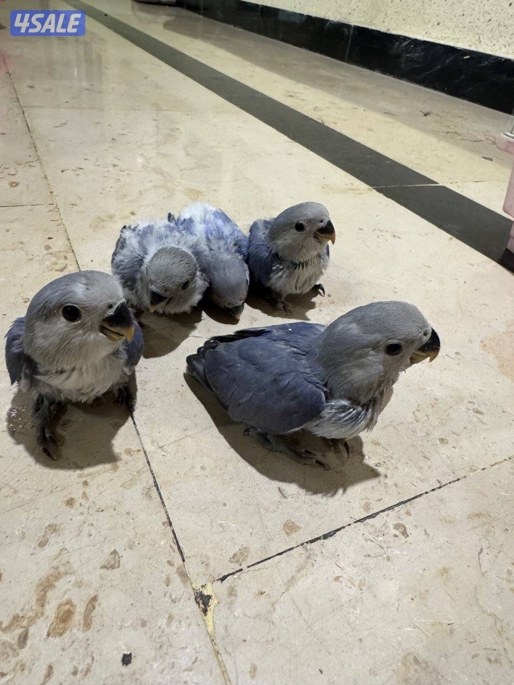 فروخ لوفبيرد صحتهم ممتازه جدا1