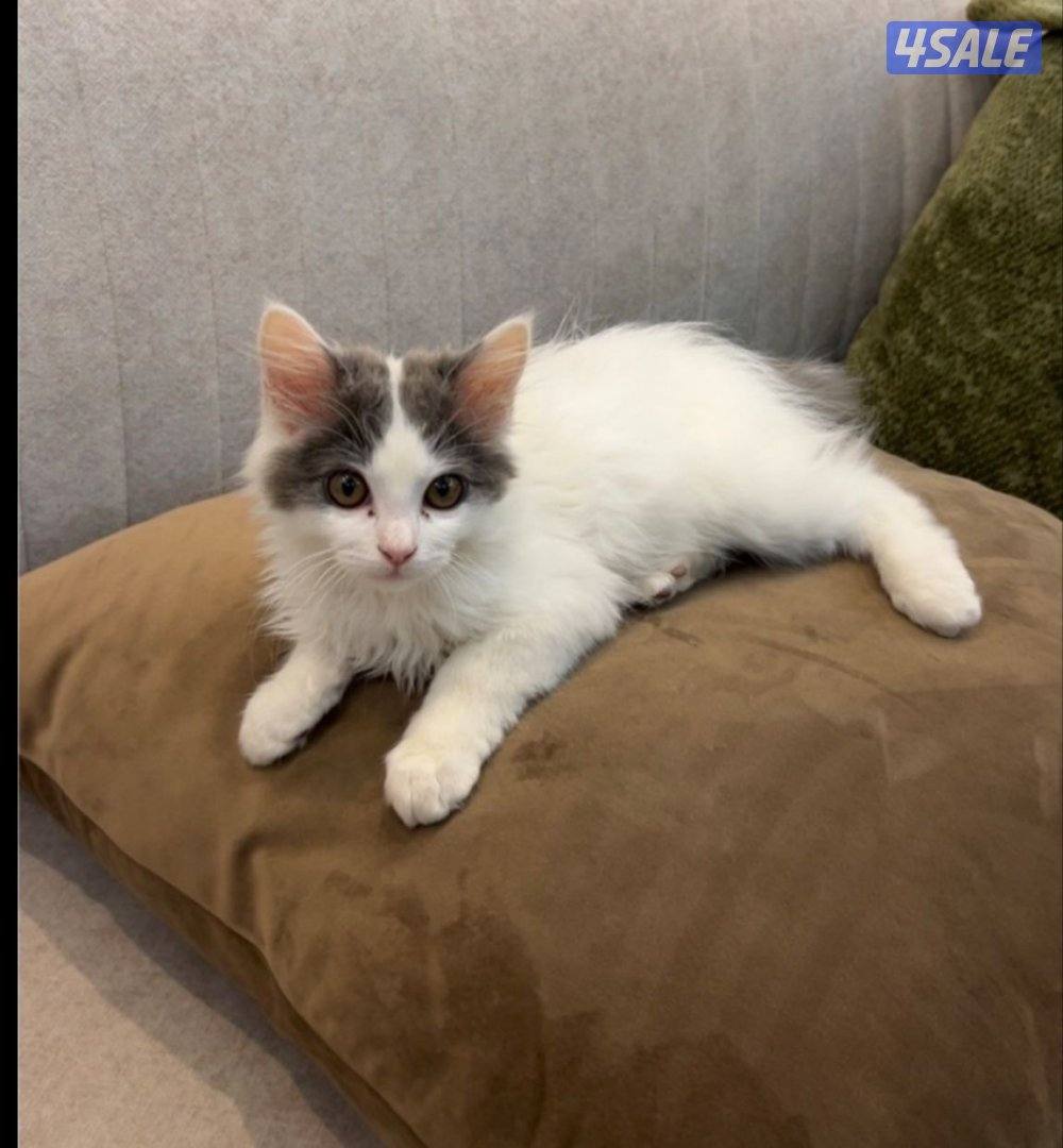 تبني قطة شهرين0