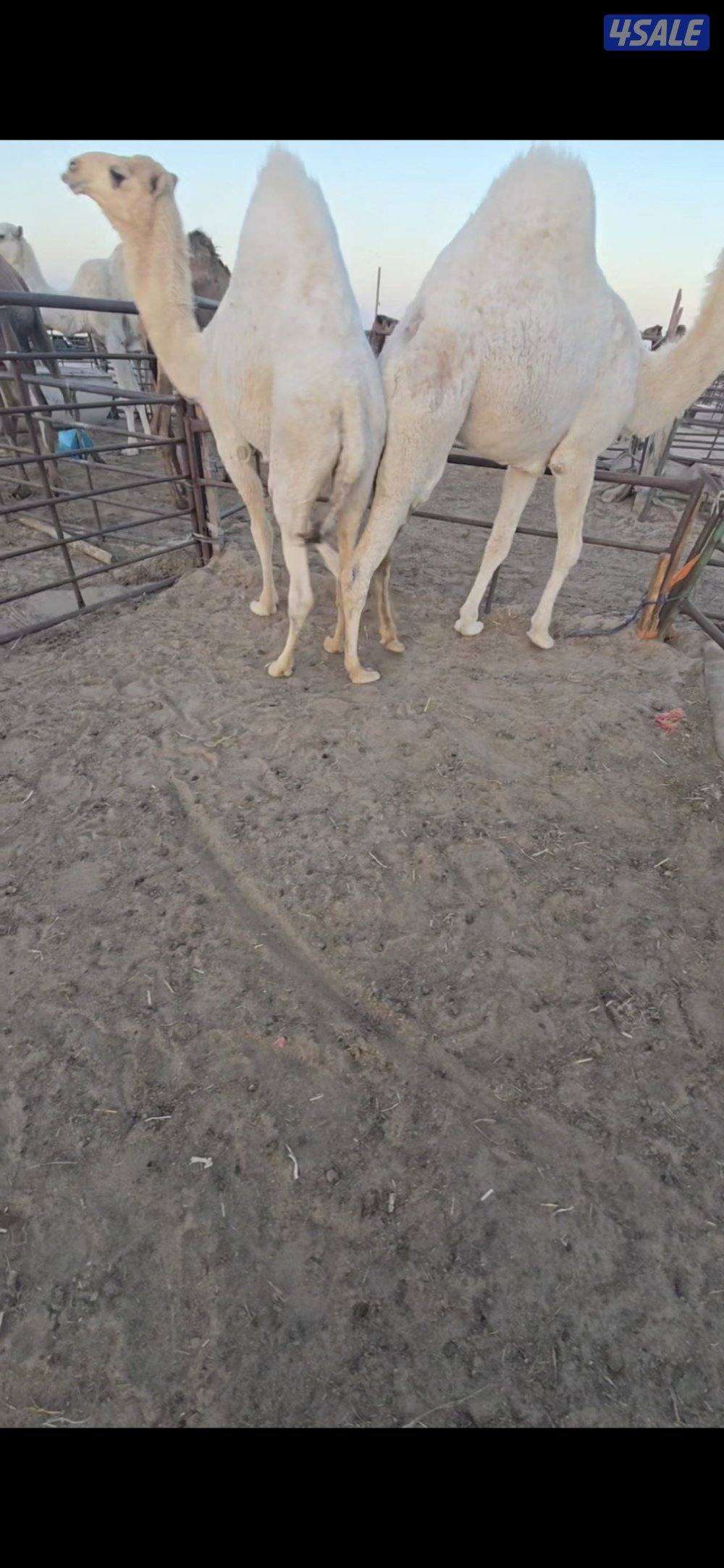 نبيع ونشتري قعدان3