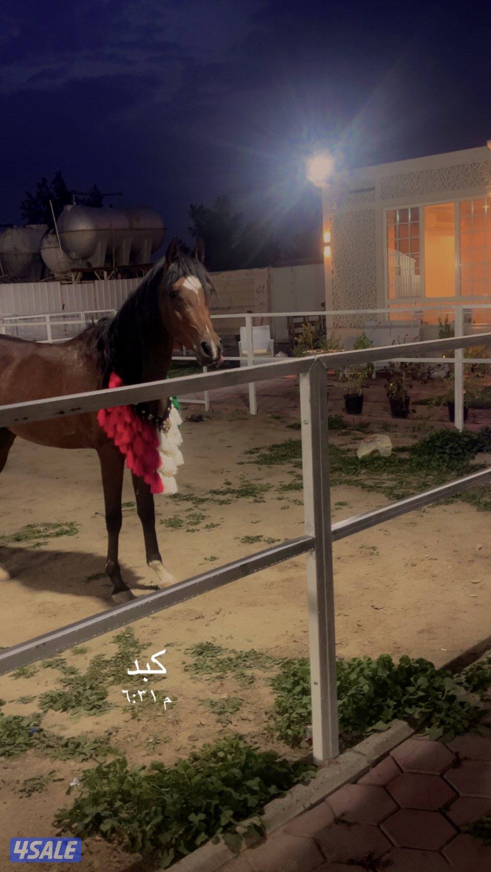 ربط وتدريب4