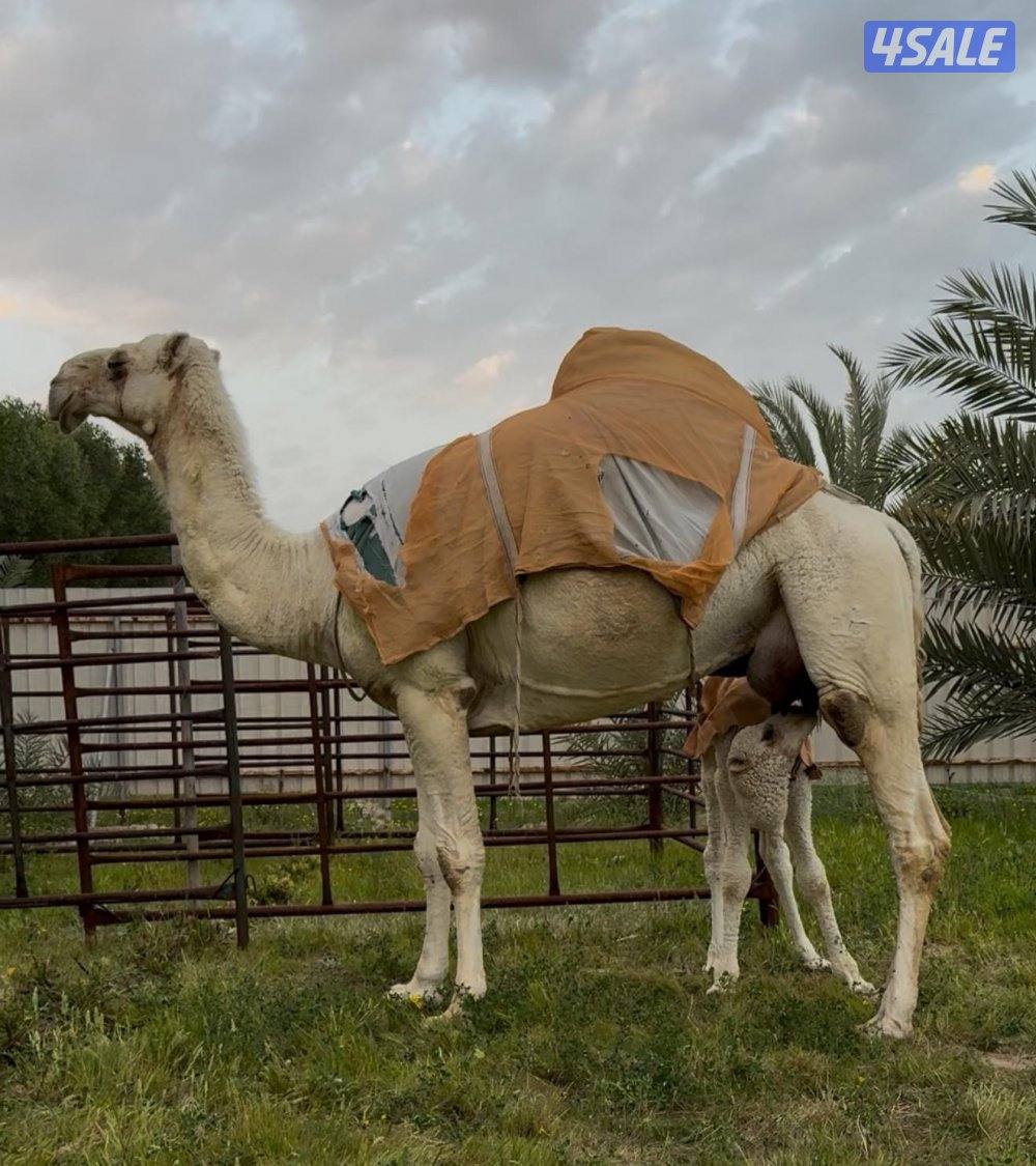 للبيع خلفة وضحا تحتها بكره0