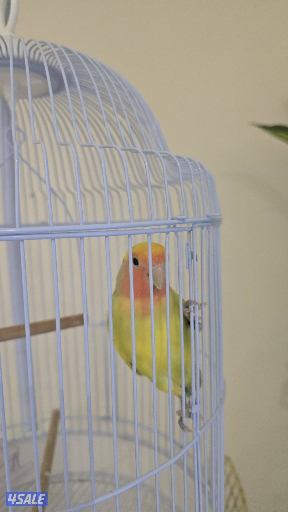 للبيع طير حب (Lovebird)0