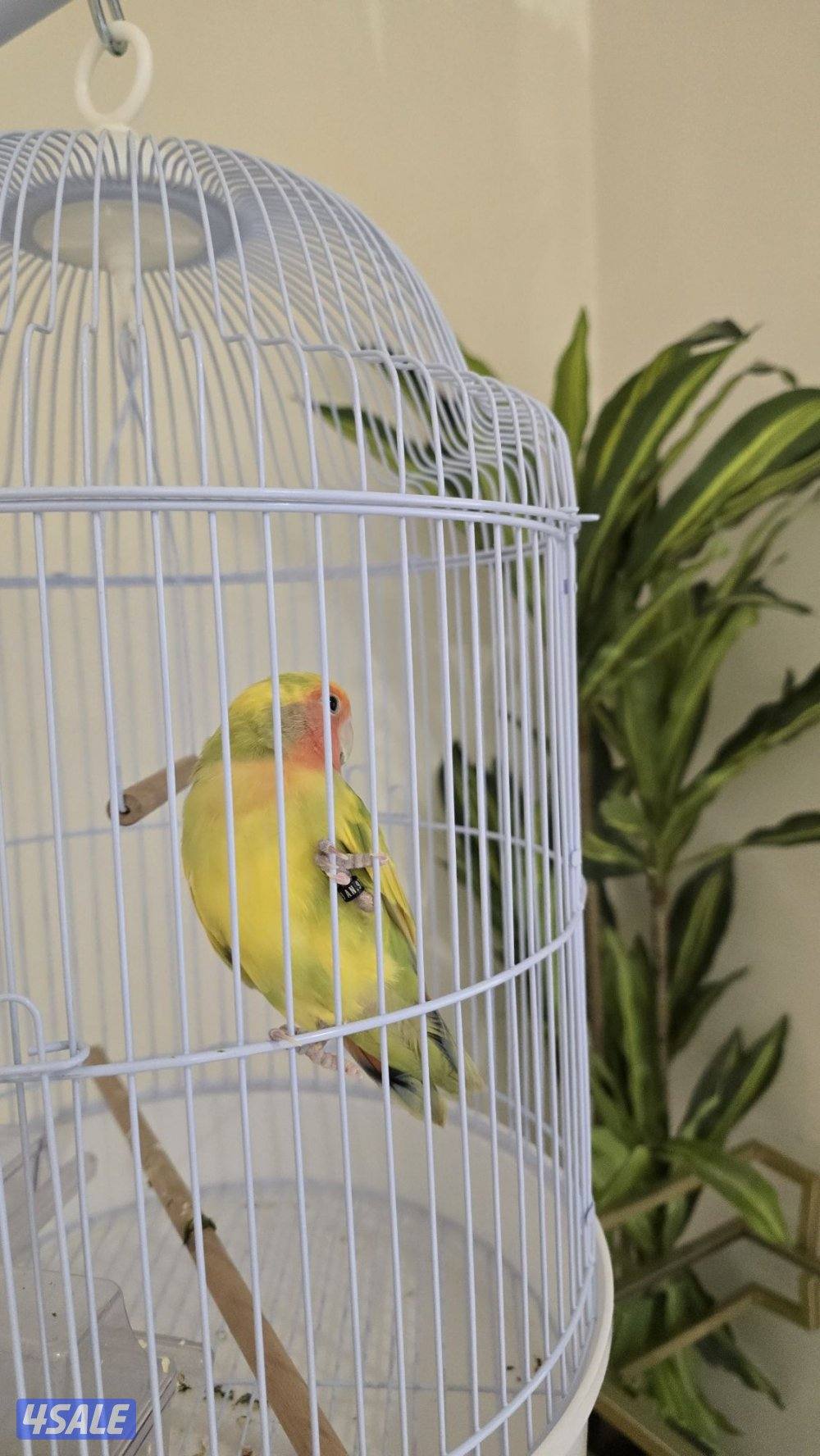 للبيع طير حب (Lovebird)1