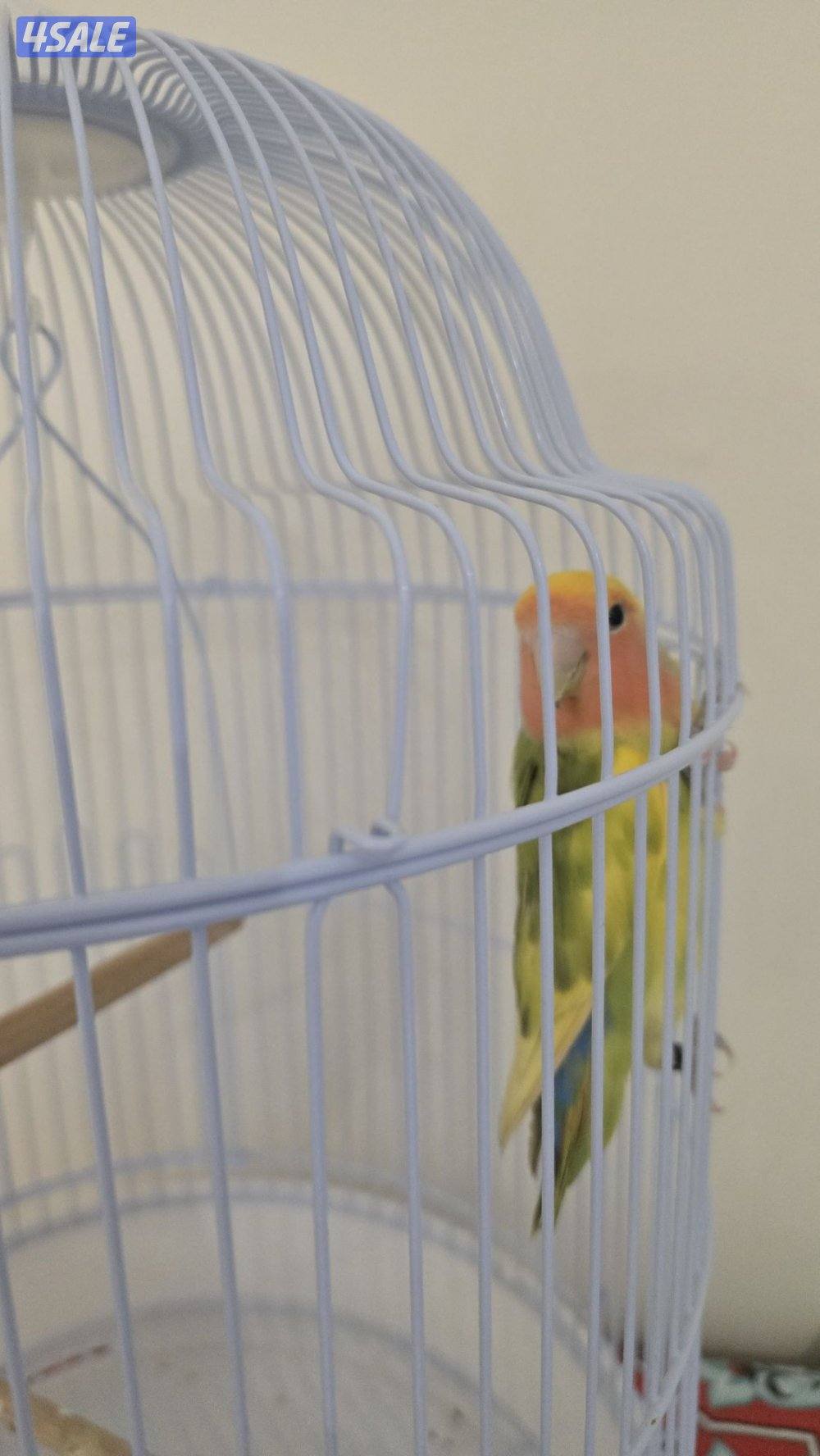 للبيع طير حب (Lovebird)2