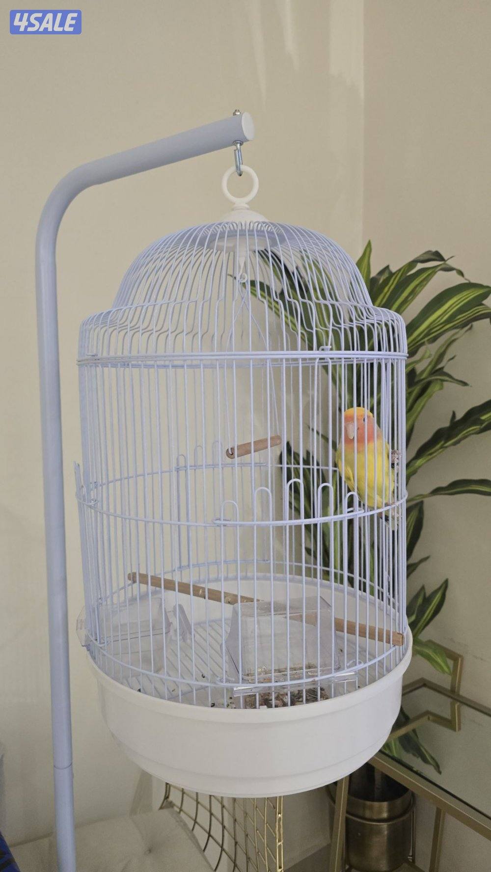 للبيع طير حب (Lovebird)3