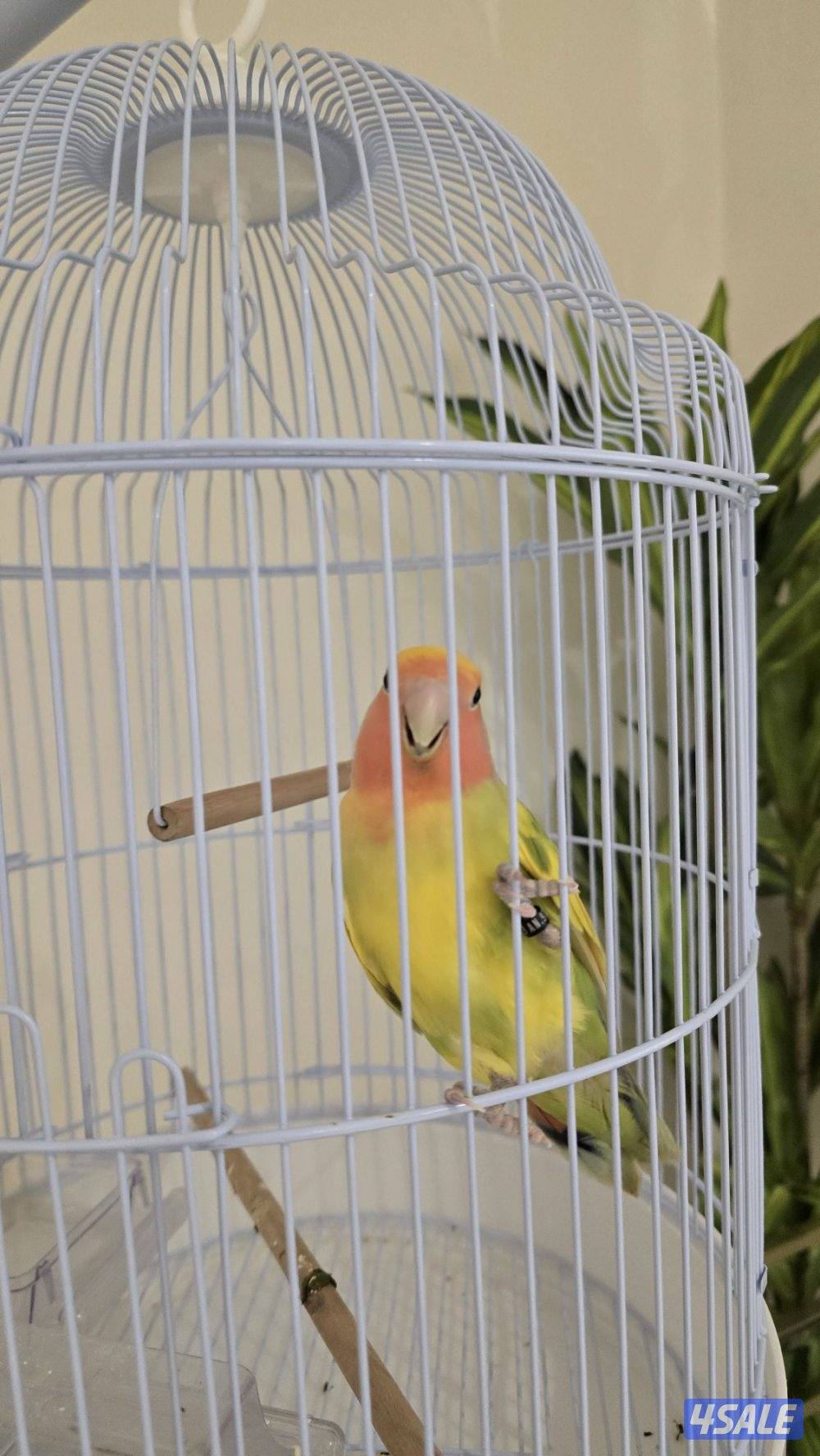 للبيع طير حب (Lovebird)4