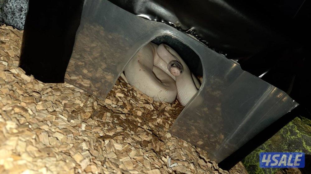 للبيع حيه بول بايثون0