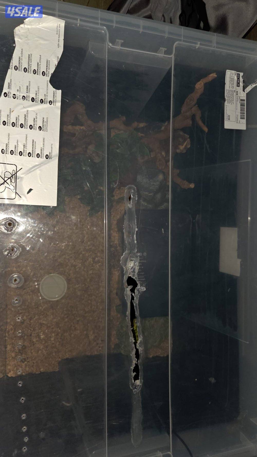 للبيع حيه بول بايثون1