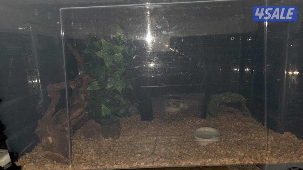 للبيع حيه بول بايثون2